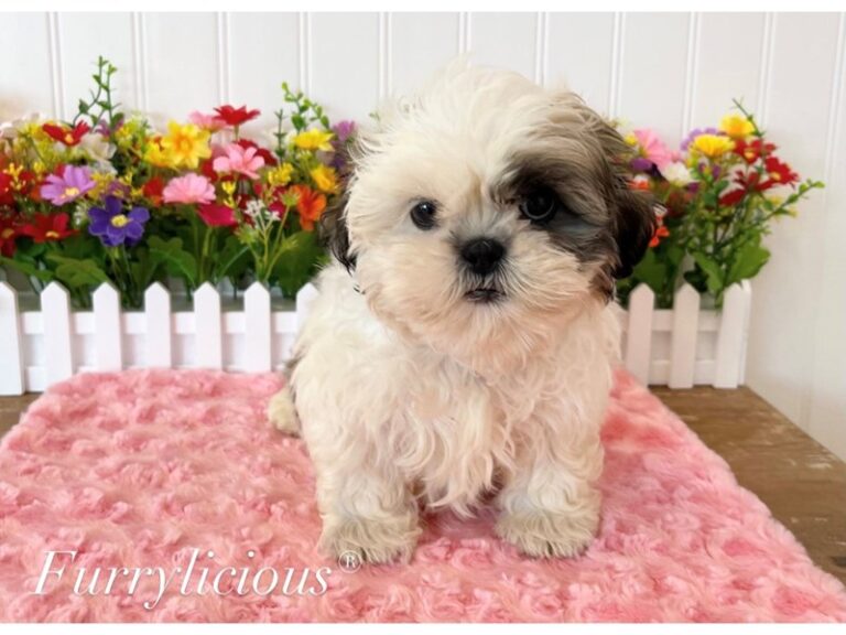 Star - Shih Tzu