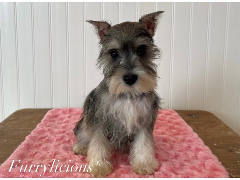 Sookie - Miniature Schnauzer