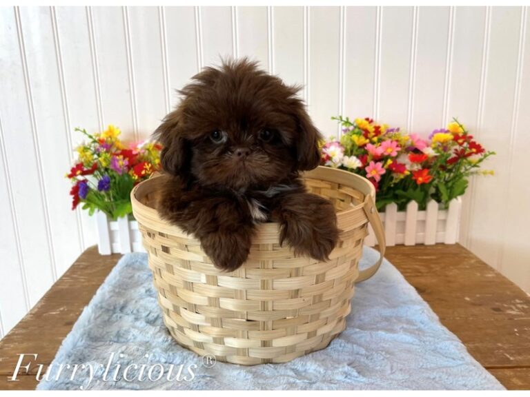 Jet - Shih Tzu