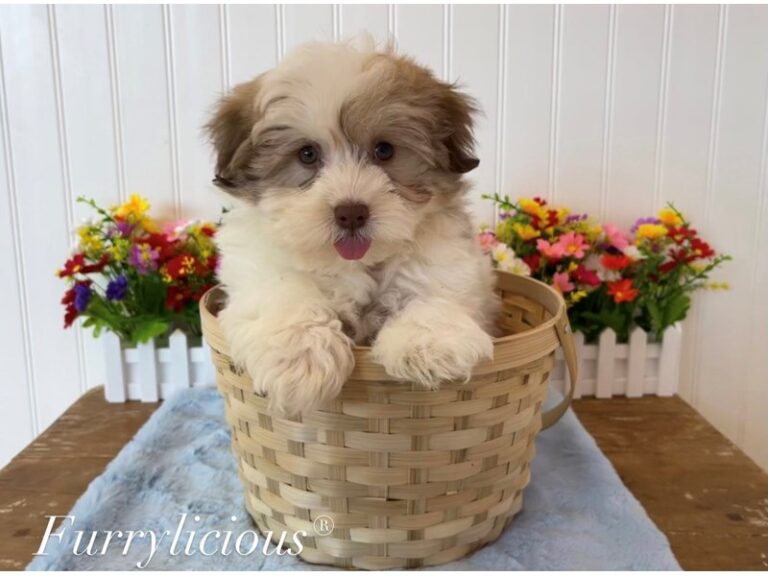 Harry - Havanese