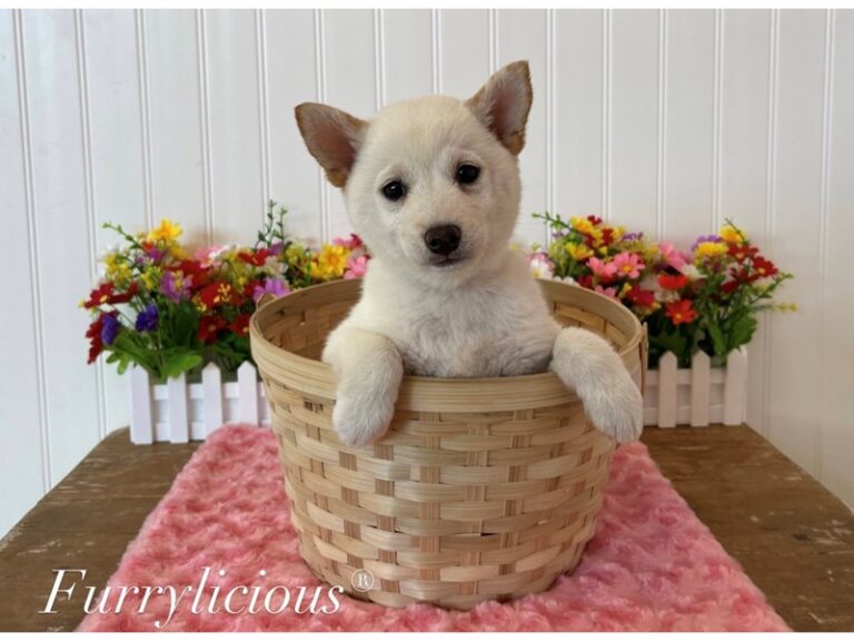 Olivia - Shiba Inu
