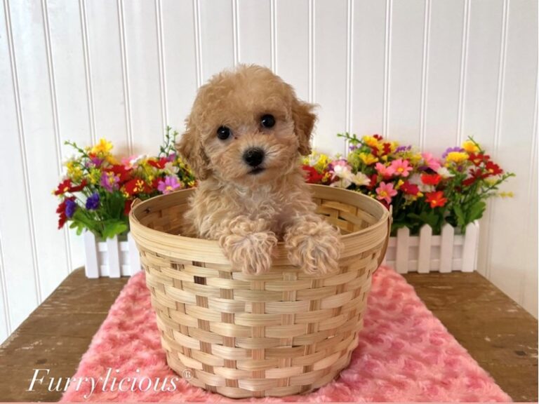 Adelyn - Maltipoo