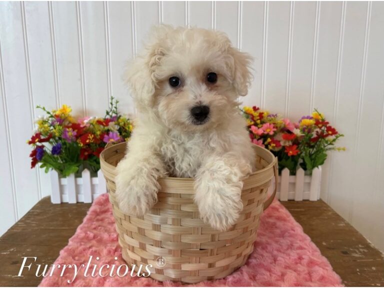 Sophie - Bichon Frise