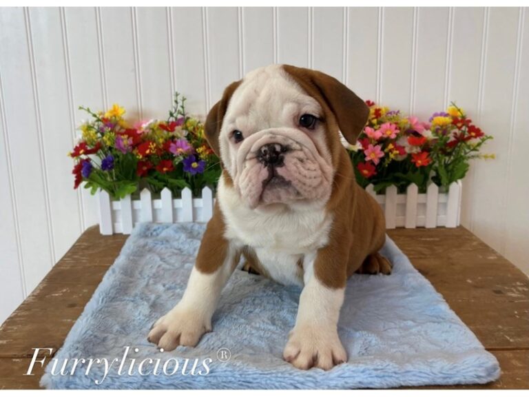 Wendel - Mini Bulldog 2nd Gen