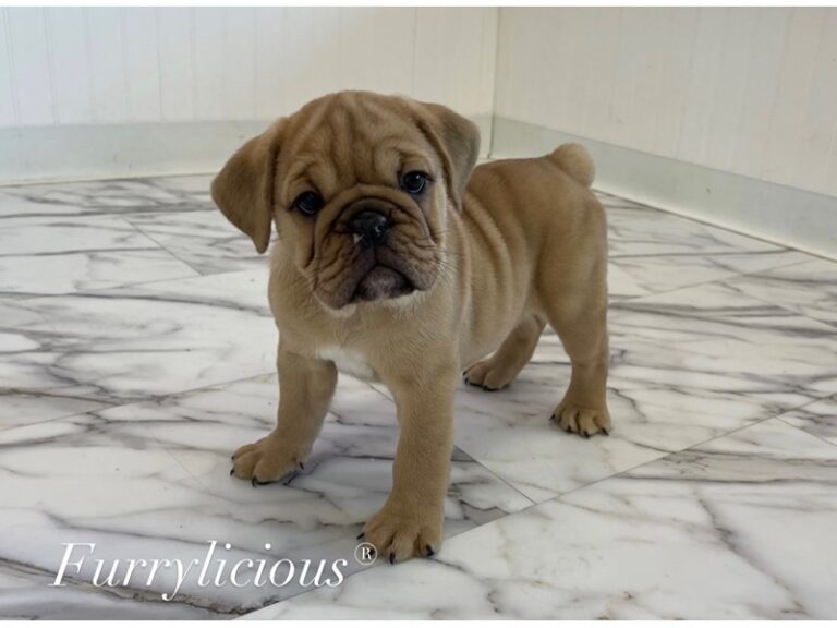 Lennon - Mini Bulldog 2nd Gen