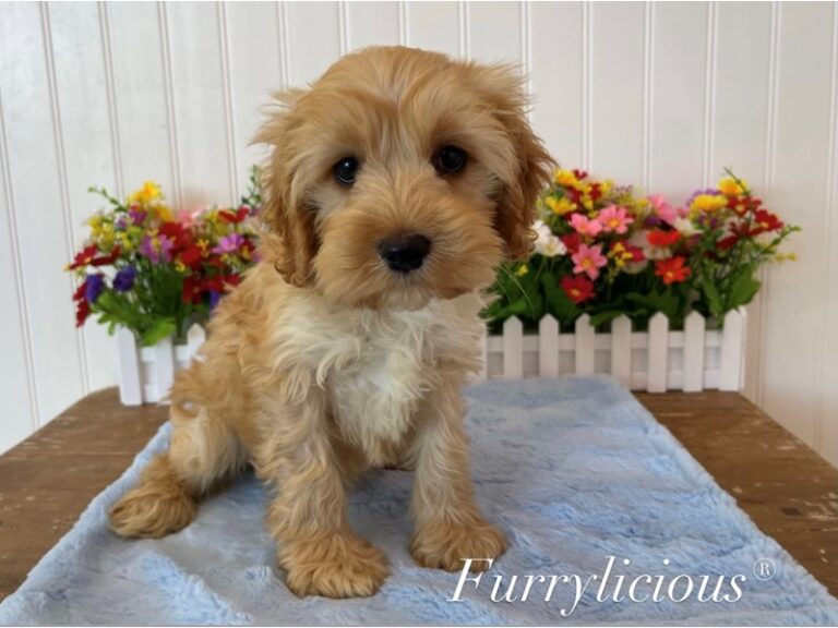 Skipper - Cockapoo