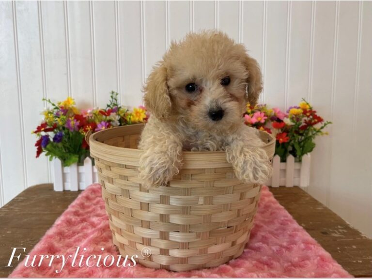 Coraline - Poodle Toy