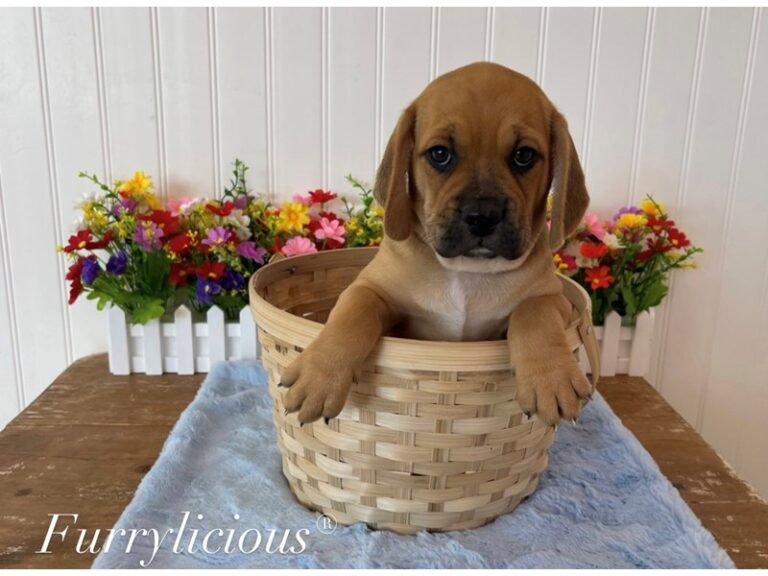 Kai - Puggle