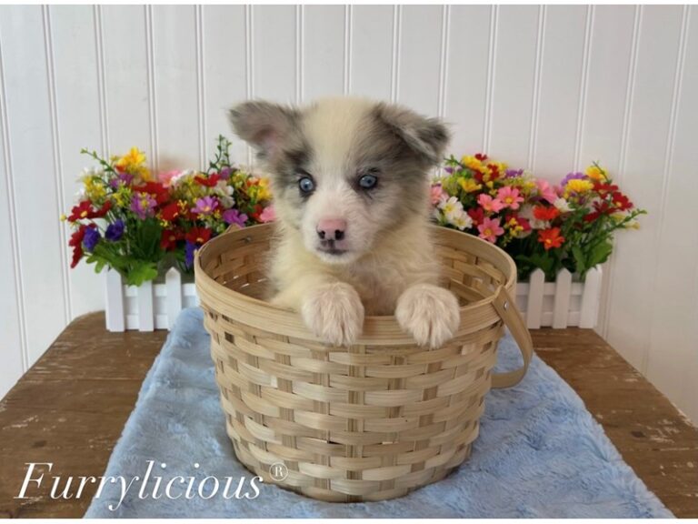 Dash - Pomsky 2nd Gen