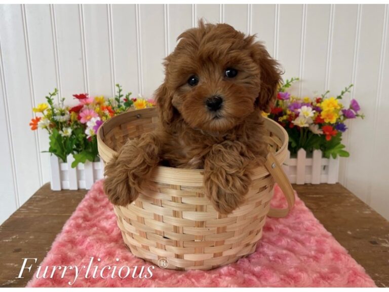 Sienna - Cavapoo 2nd Gen