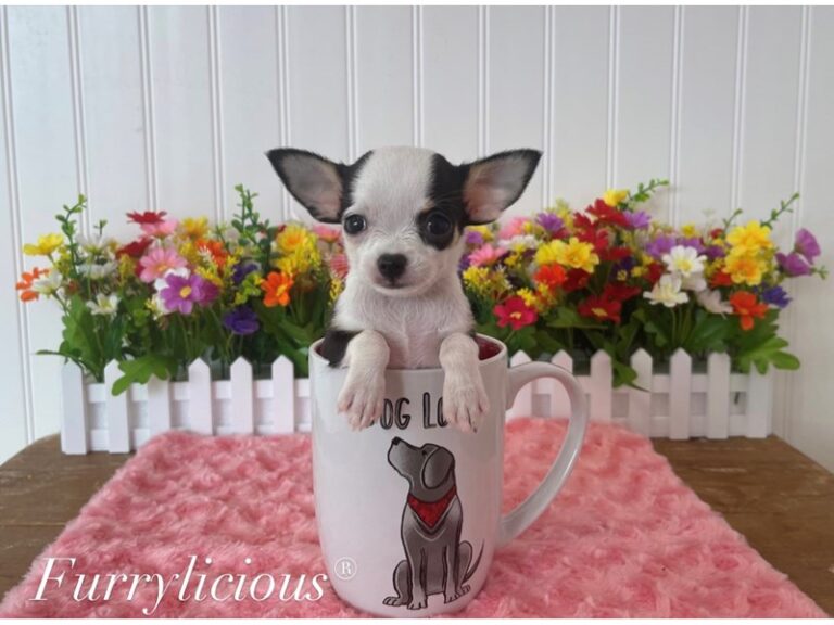 Lulu - Chihuahua