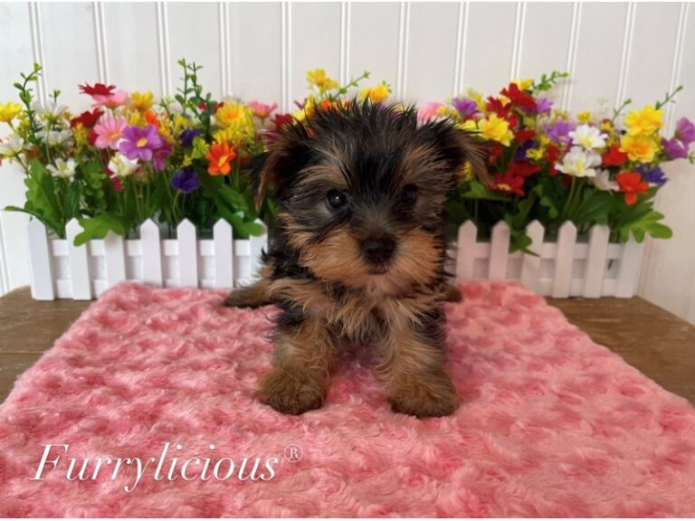 Eevie - Yorkshire Terrier
