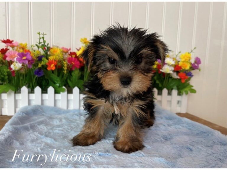 Cooper - Yorkshire Terrier