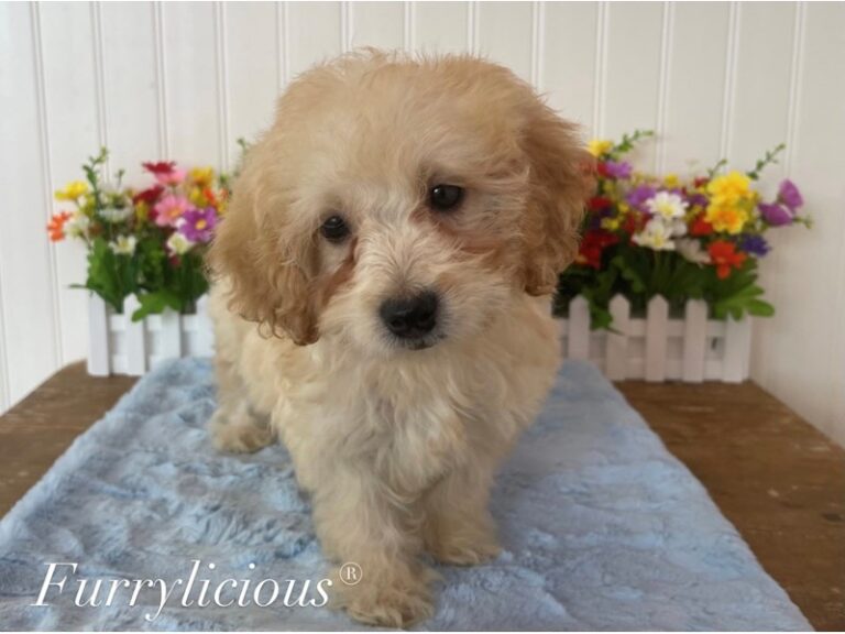 Pickles - Goldendoodle Mini 2nd Gen