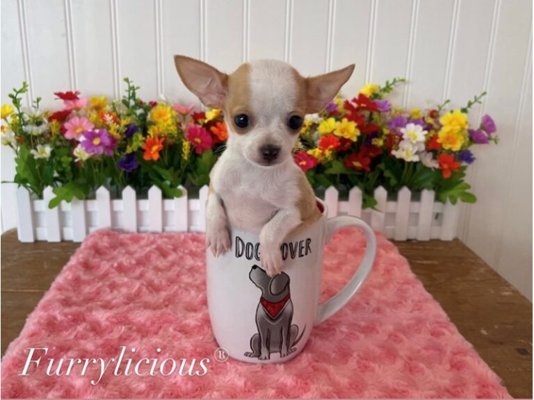 Honey - Chihuahua