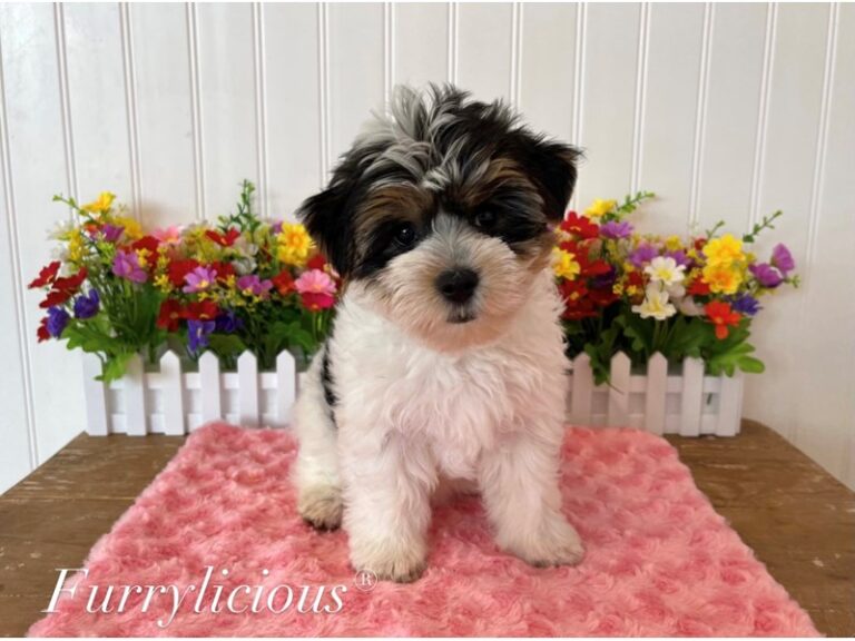 Nova - Yorkshire Terrier