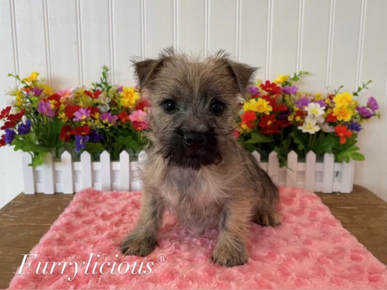 Blaire - Cairn Terrier