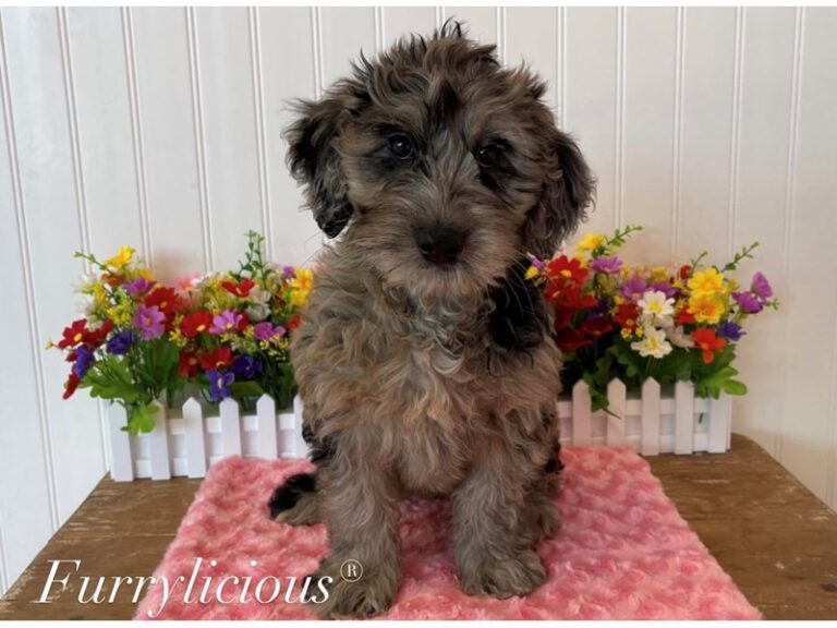 Dahlia - Bernedoodle Mini 2nd Gen