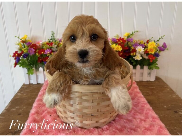 Ellie - Cockapoo