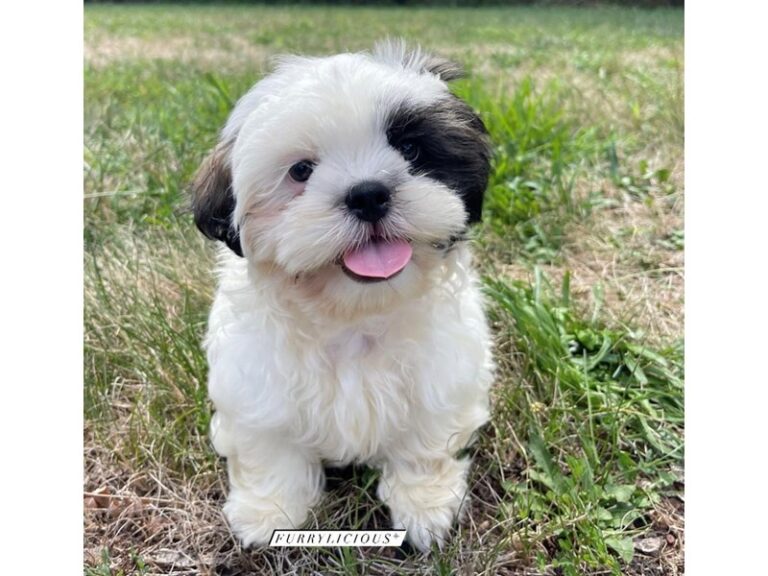 Mac - Shih Tzu