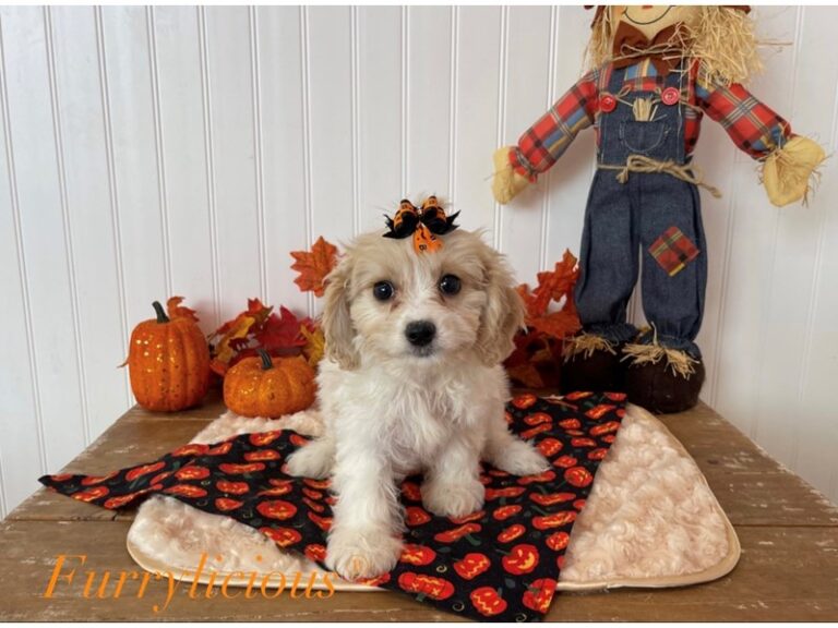 Clara - Cavachon