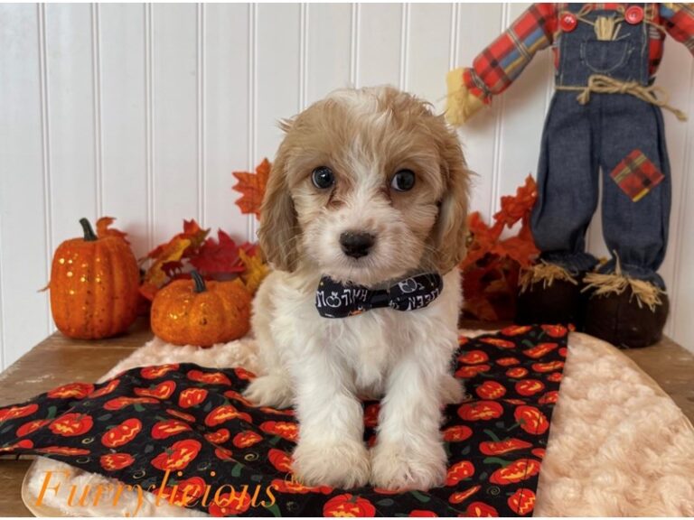Pongo - Cavachon