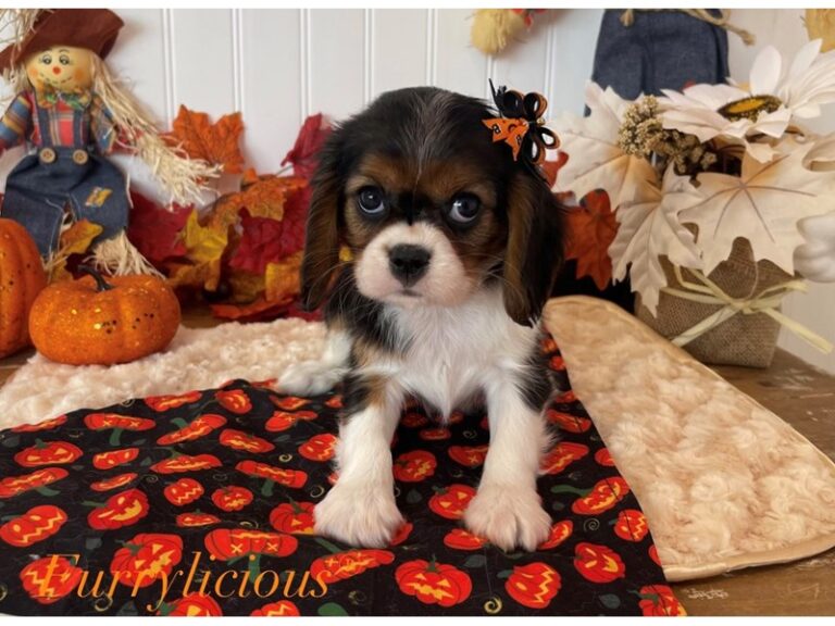 Tessa - Cavalier King Charles Spaniel