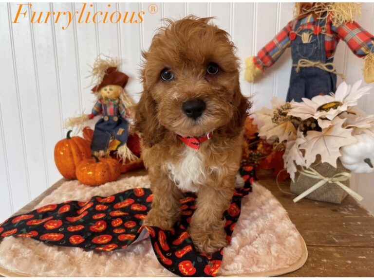 Crash - Cockapoo 2nd gen