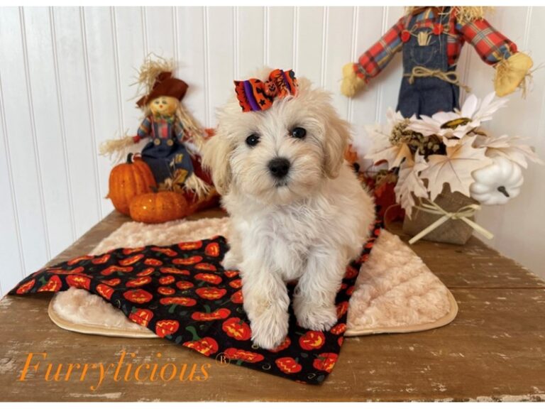 Nala - Maltipoo