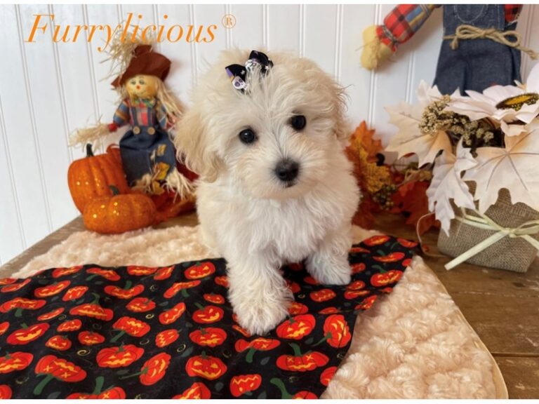 Chanel - Maltipoo