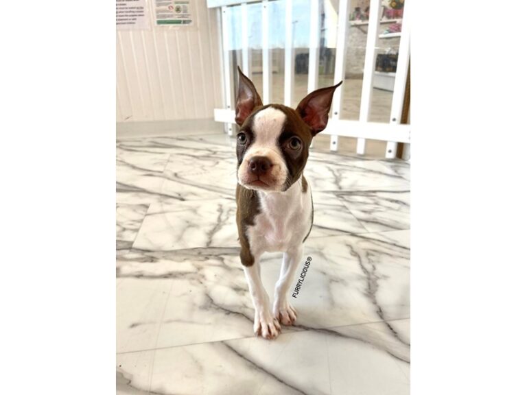 Darcy - Boston Terrier