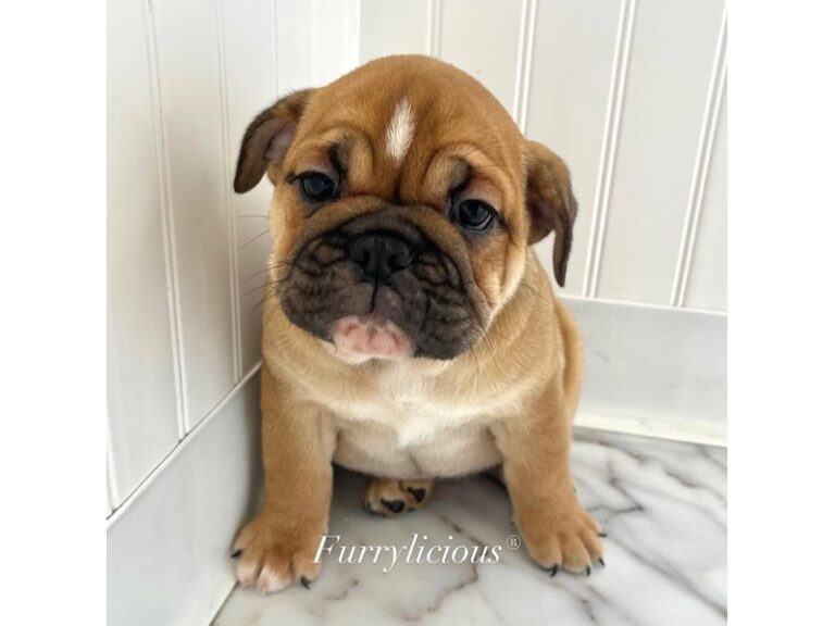 Margo - Mini Bulldog 2nd Gen