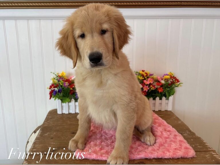 Bridget - Golden Retriever