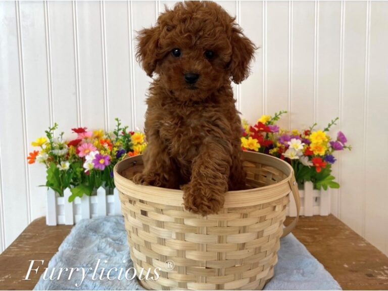 Miles - Cavapoo 2nd Gen