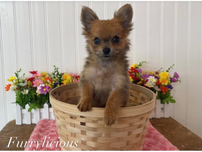 Delaney - Pomchi