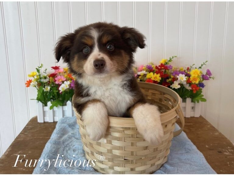 Colton - Miniature Australian Shepherd