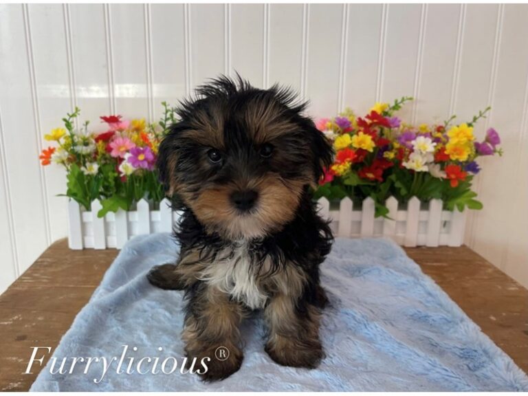 Jeremy - Yorkshire Terrier