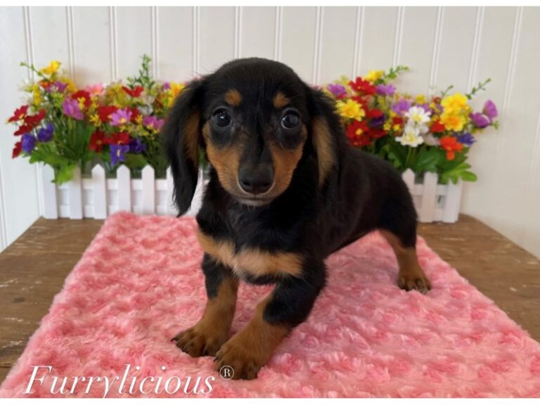 Maddie - Dachshund