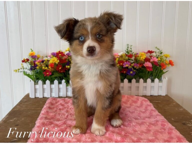 Rose - Miniature Australian Shepherd