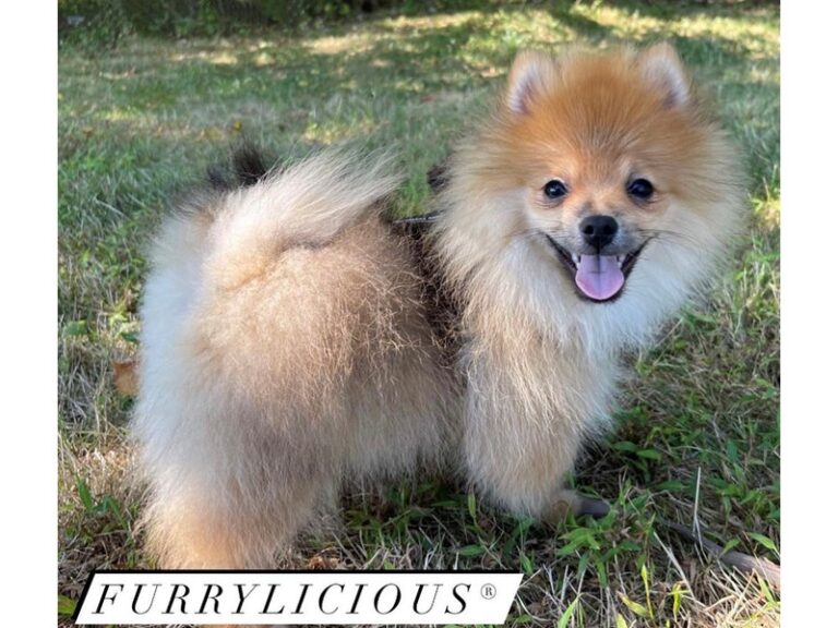 Gilburt - Pomeranian