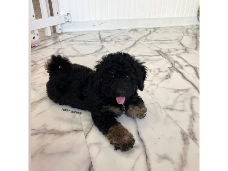 Bandit - Bernedoodle Mini 2nd Gen