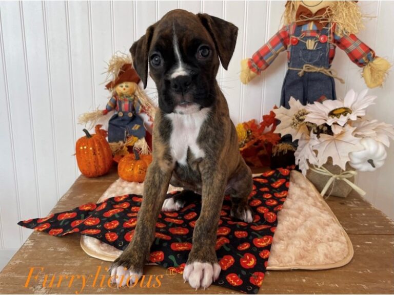Cookie - Boxer