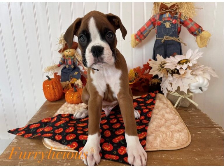 Roscoe - Boxer
