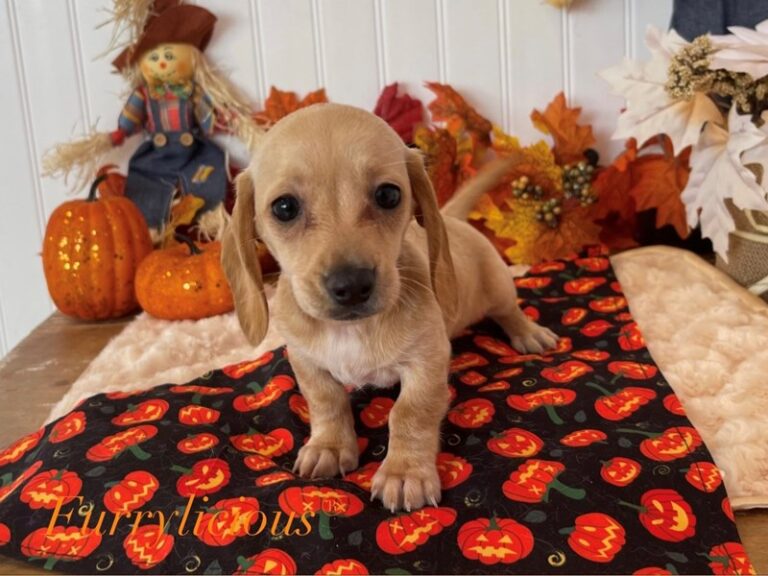 Maple - Dachshund