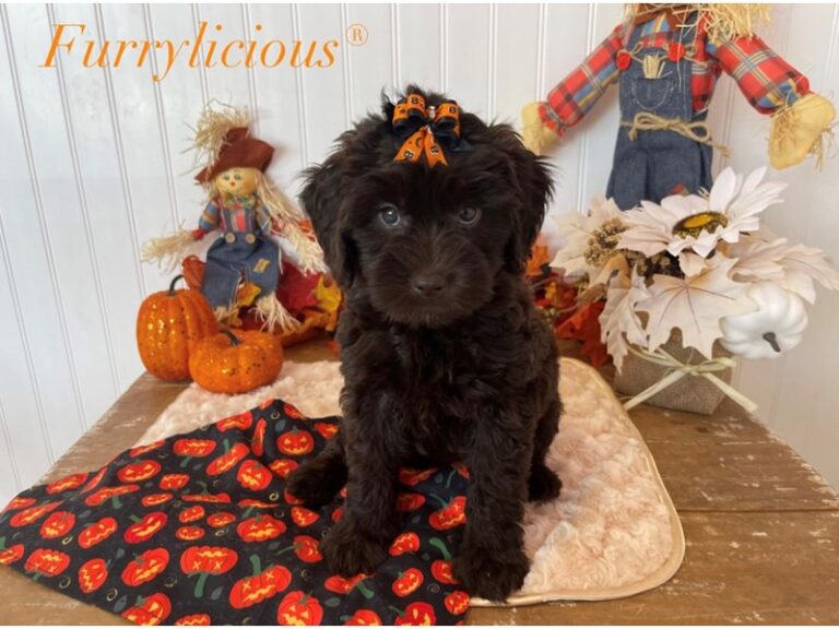 Fergie - Labradoodle Mini 2nd Gen
