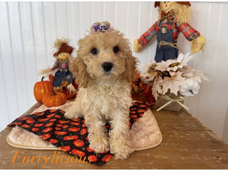 Lucille - Cockapoo 2nd gen