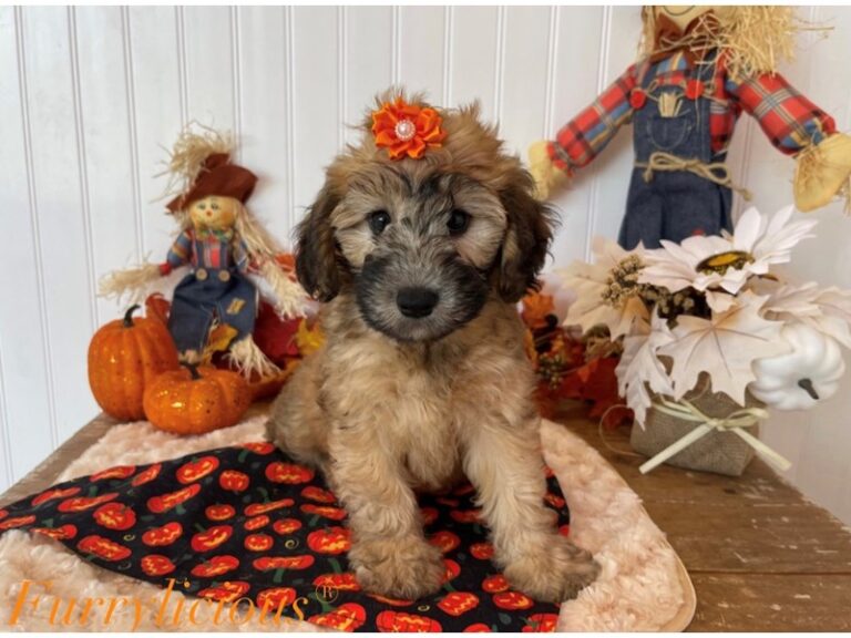 Doris - Whoodle Mini