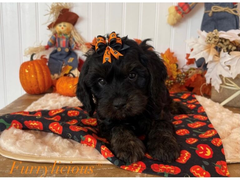 Gypsy - Cavapoo