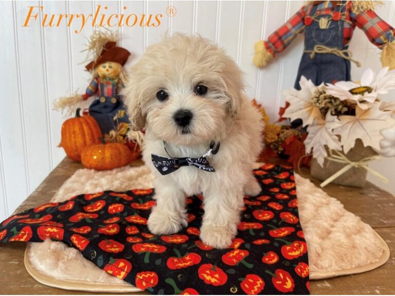 Buster - Maltipoo