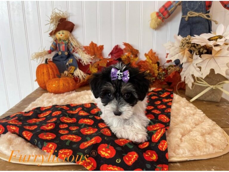 Fern - Maltipoo